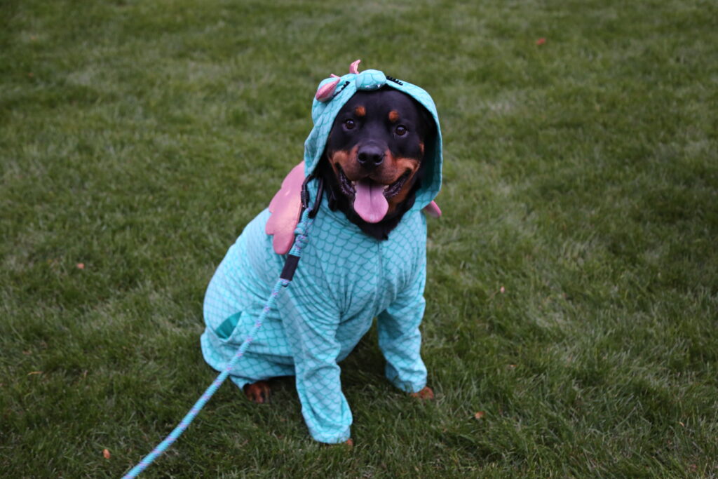 dog in a mermaid costume